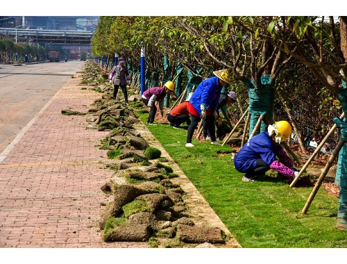 杭州绿化花卉苗木批发市场