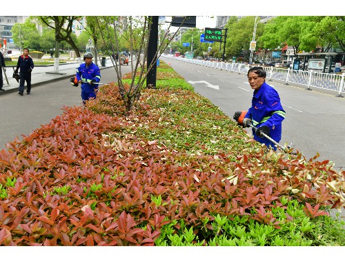 天津外环东路绿化工程招标