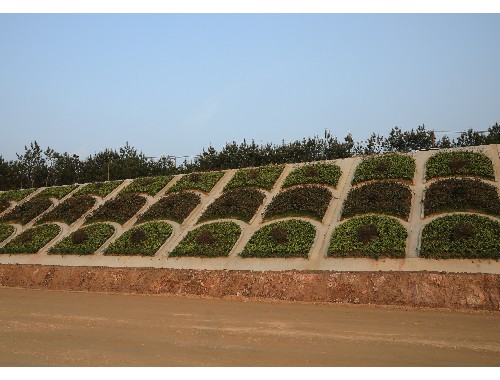 富锦城市绿化带植物叫什么