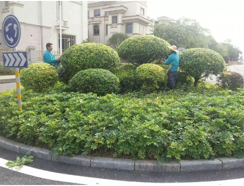 新乐中国绿化树苗批发市场