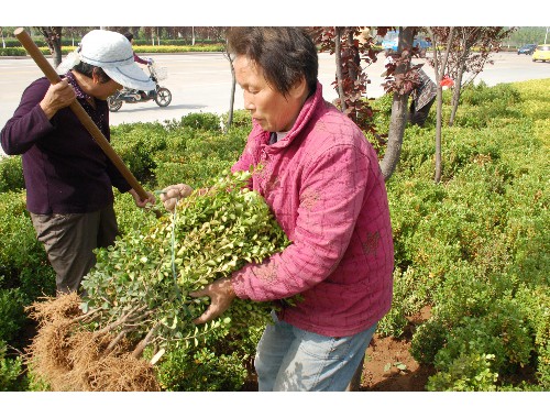 御河两侧绿化工程